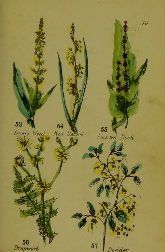 An illustration from Y llysieulyfr teuluaidd : yn dangos rhinwedd meddygol llysian, etc. ... / gan yr enwog Nicholas Culpepper, a Dr. Parkins ; a'i gyfieithu i'r Gymraeg gan David Thomas Jones, Llanllyfni., 1862, leaf 27