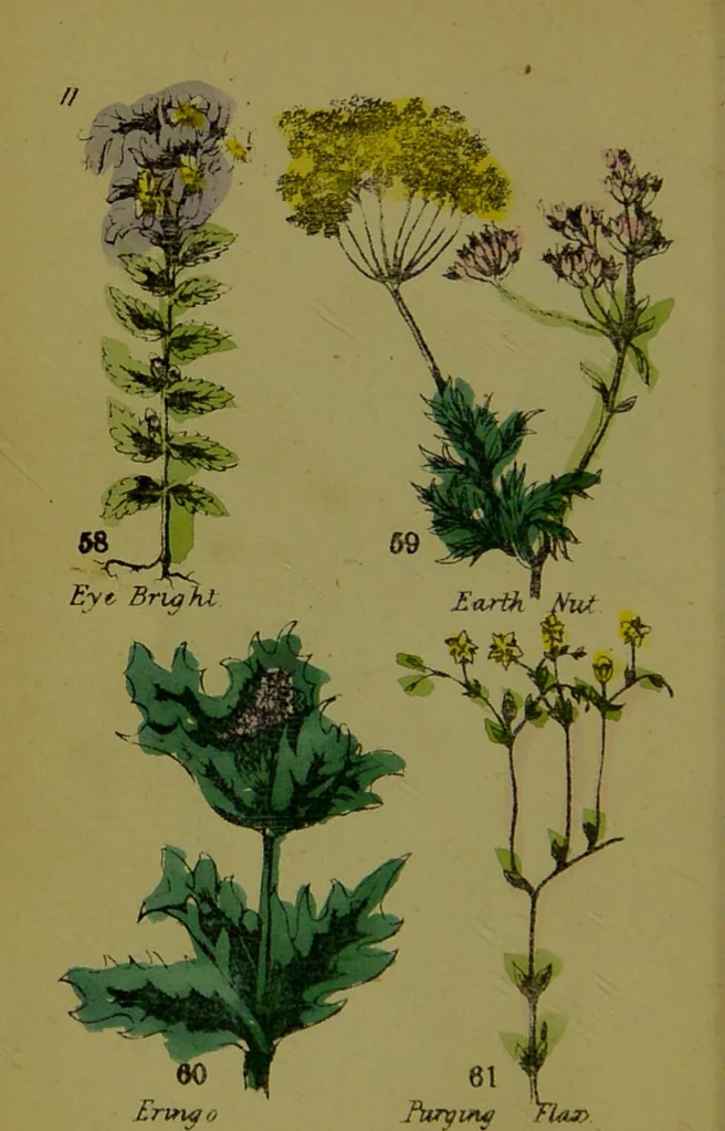 An illustration from Y llysieulyfr teuluaidd : yn dangos rhinwedd meddygol llysian, etc. ... / gan yr enwog Nicholas Culpepper, a Dr. Parkins ; a'i gyfieithu i'r Gymraeg gan David Thomas Jones, Llanllyfni., 1862, leaf 30