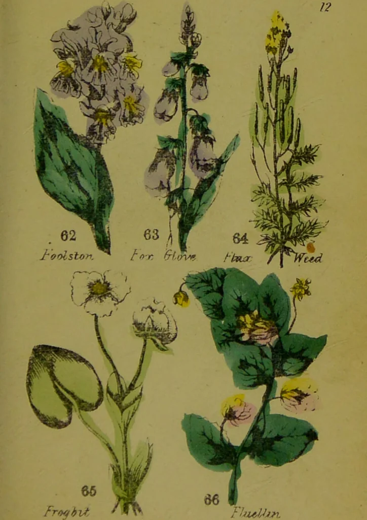 An illustration from Y llysieulyfr teuluaidd : yn dangos rhinwedd meddygol llysian, etc. ... / gan yr enwog Nicholas Culpepper, a Dr. Parkins ; a'i gyfieithu i'r Gymraeg gan David Thomas Jones, Llanllyfni., 1862, leaf 31