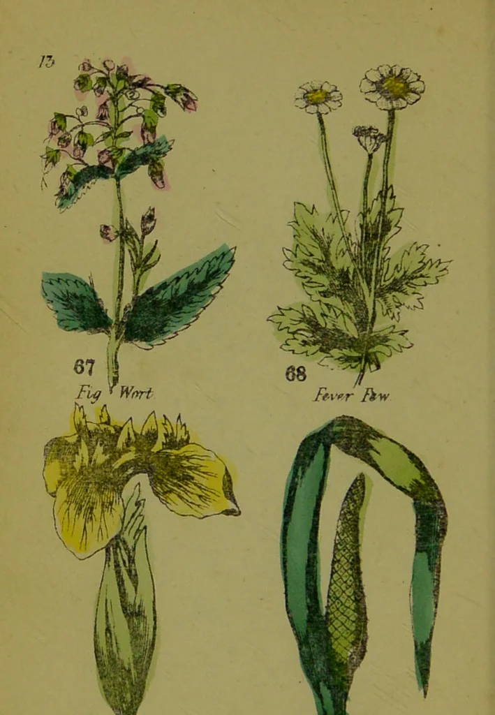 An illustration from Y llysieulyfr teuluaidd : yn dangos rhinwedd meddygol llysian, etc. ... / gan yr enwog Nicholas Culpepper, a Dr. Parkins ; a'i gyfieithu i'r Gymraeg gan David Thomas Jones, Llanllyfni., 1862, leaf 34