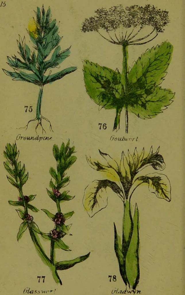 An illustration from Y llysieulyfr teuluaidd : yn dangos rhinwedd meddygol llysian, etc. ... / gan yr enwog Nicholas Culpepper, a Dr. Parkins ; a'i gyfieithu i'r Gymraeg gan David Thomas Jones, Llanllyfni., 1862, leaf 38
