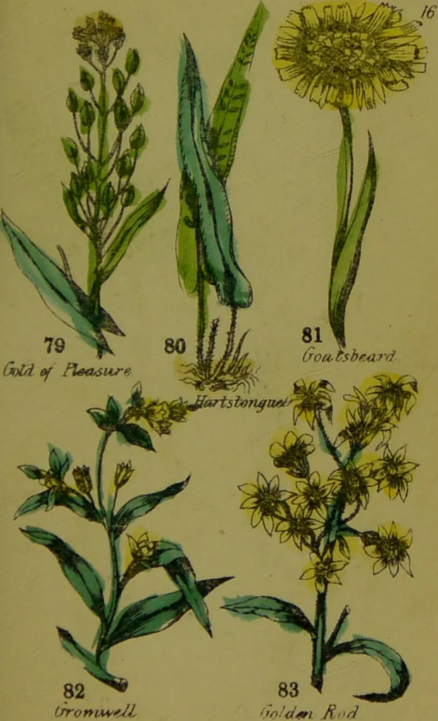 An illustration from Y llysieulyfr teuluaidd : yn dangos rhinwedd meddygol llysian, etc. ... / gan yr enwog Nicholas Culpepper, a Dr. Parkins ; a'i gyfieithu i'r Gymraeg gan David Thomas Jones, Llanllyfni., 1862, leaf 39