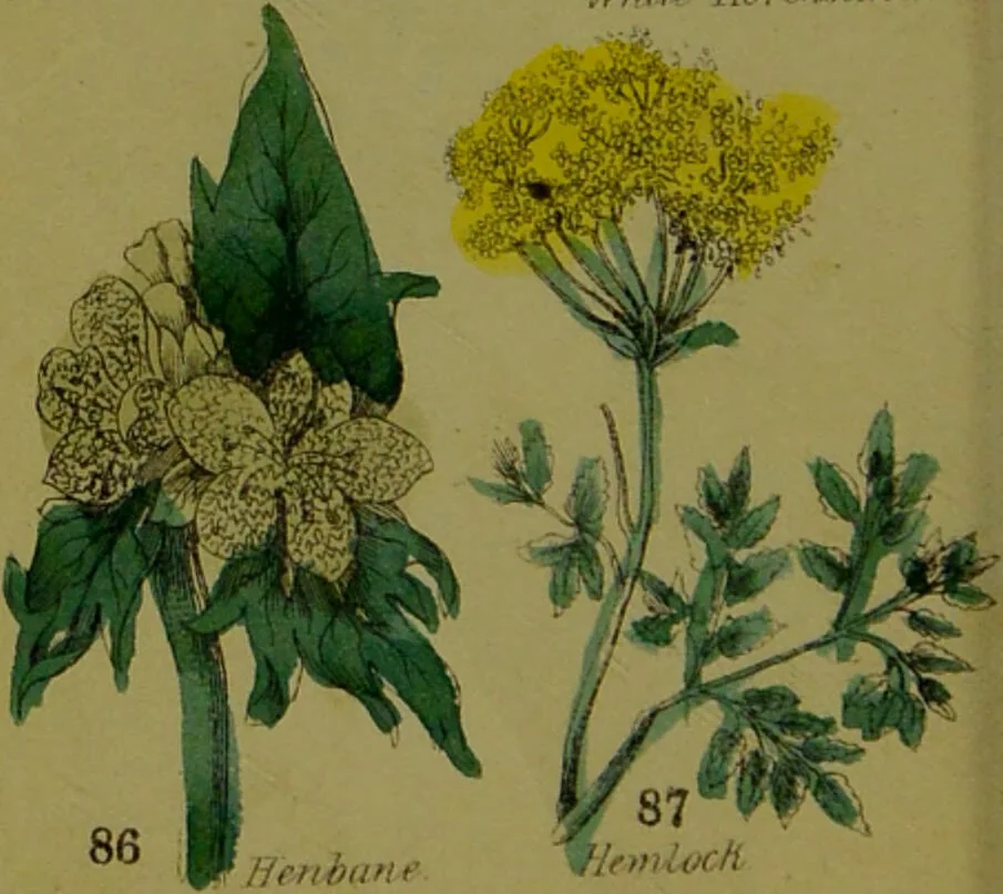 An illustration from Y llysieulyfr teuluaidd : yn dangos rhinwedd meddygol llysian, etc. ... / gan yr enwog Nicholas Culpepper, a Dr. Parkins ; a'i gyfieithu i'r Gymraeg gan David Thomas Jones, Llanllyfni., 1862, leaf 42
