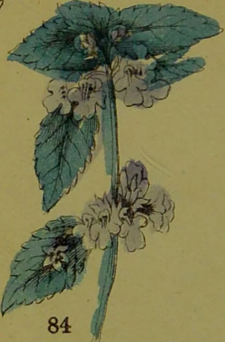 An illustration from Y llysieulyfr teuluaidd : yn dangos rhinwedd meddygol llysian, etc. ... / gan yr enwog Nicholas Culpepper, a Dr. Parkins ; a'i gyfieithu i'r Gymraeg gan David Thomas Jones, Llanllyfni., 1862, leaf 42