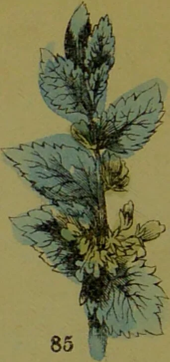 An illustration from Y llysieulyfr teuluaidd : yn dangos rhinwedd meddygol llysian, etc. ... / gan yr enwog Nicholas Culpepper, a Dr. Parkins ; a'i gyfieithu i'r Gymraeg gan David Thomas Jones, Llanllyfni., 1862, leaf 42