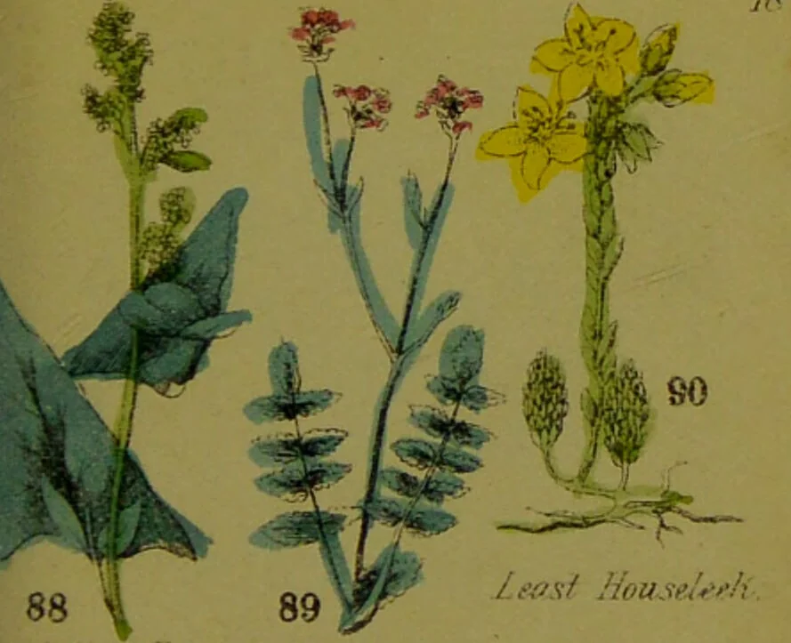 An illustration from Y llysieulyfr teuluaidd : yn dangos rhinwedd meddygol llysian, etc. ... / gan yr enwog Nicholas Culpepper, a Dr. Parkins ; a'i gyfieithu i'r Gymraeg gan David Thomas Jones, Llanllyfni., 1862, leaf 43