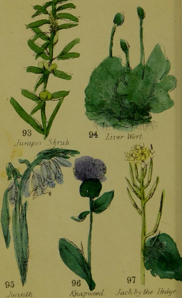 An illustration from Y llysieulyfr teuluaidd : yn dangos rhinwedd meddygol llysian, etc. ... / gan yr enwog Nicholas Culpepper, a Dr. Parkins ; a'i gyfieithu i'r Gymraeg gan David Thomas Jones, Llanllyfni., 1862, leaf 46