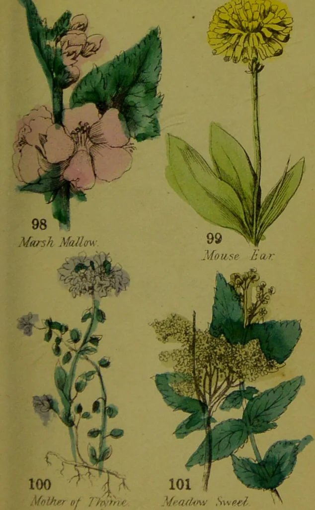An illustration from Y llysieulyfr teuluaidd : yn dangos rhinwedd meddygol llysian, etc. ... / gan yr enwog Nicholas Culpepper, a Dr. Parkins ; a'i gyfieithu i'r Gymraeg gan David Thomas Jones, Llanllyfni., 1862, leaf 47