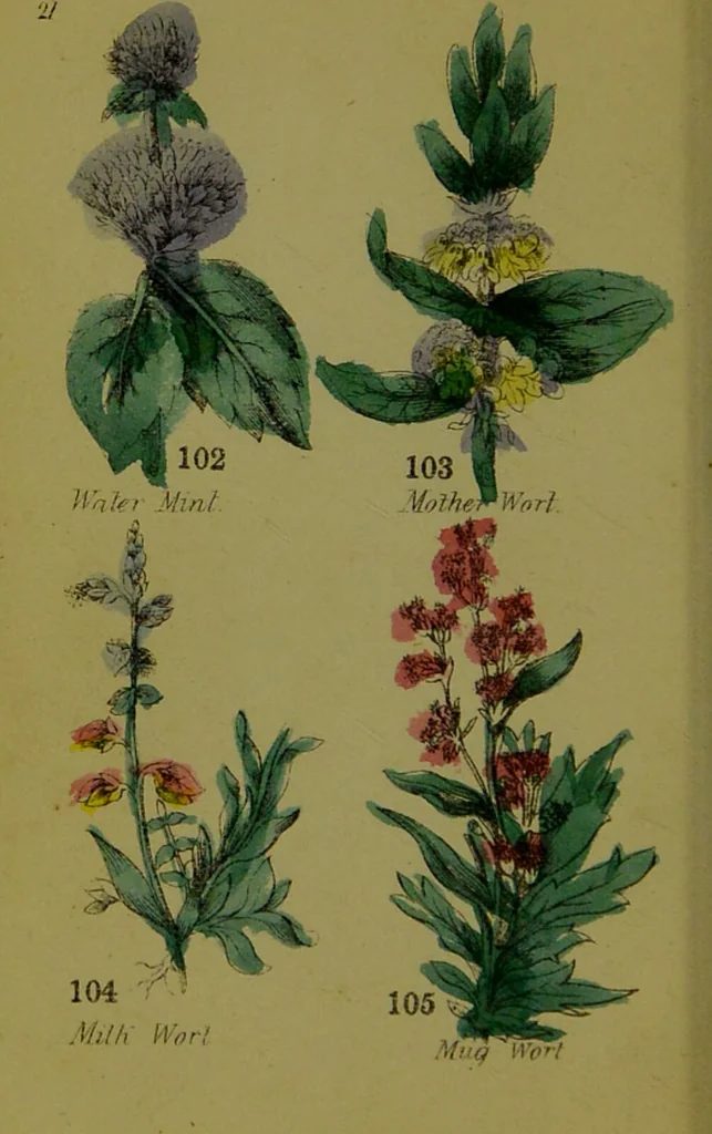 An illustration from Y llysieulyfr teuluaidd : yn dangos rhinwedd meddygol llysian, etc. ... / gan yr enwog Nicholas Culpepper, a Dr. Parkins ; a'i gyfieithu i'r Gymraeg gan David Thomas Jones, Llanllyfni., 1862, leaf 50