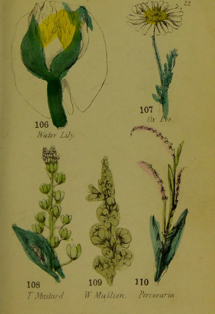 An illustration from Y llysieulyfr teuluaidd : yn dangos rhinwedd meddygol llysian, etc. ... / gan yr enwog Nicholas Culpepper, a Dr. Parkins ; a'i gyfieithu i'r Gymraeg gan David Thomas Jones, Llanllyfni., 1862, leaf 51