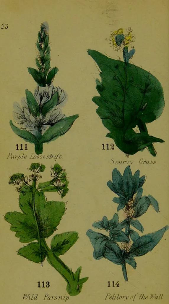 An illustration from Y llysieulyfr teuluaidd : yn dangos rhinwedd meddygol llysian, etc. ... / gan yr enwog Nicholas Culpepper, a Dr. Parkins ; a'i gyfieithu i'r Gymraeg gan David Thomas Jones, Llanllyfni., 1862, leaf 54