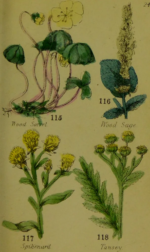 An illustration from Y llysieulyfr teuluaidd : yn dangos rhinwedd meddygol llysian, etc. ... / gan yr enwog Nicholas Culpepper, a Dr. Parkins ; a'i gyfieithu i'r Gymraeg gan David Thomas Jones, Llanllyfni., 1862, leaf 55