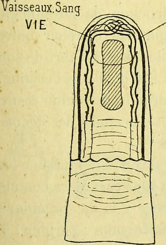 An illustration from Traité méthodique de science occulte / par Papus ; lettre-préface de Ad. Franck., 1891, leaf 233