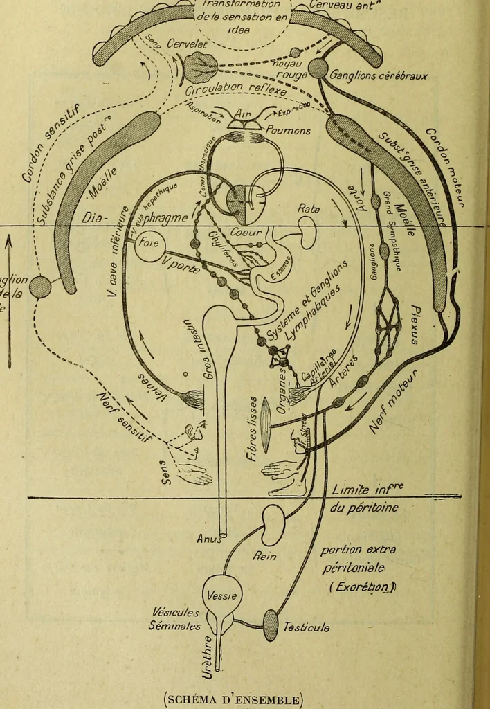An illustration from Traité méthodique de science occulte / par Papus ; lettre-préface de Ad. Franck., 1891, leaf 268