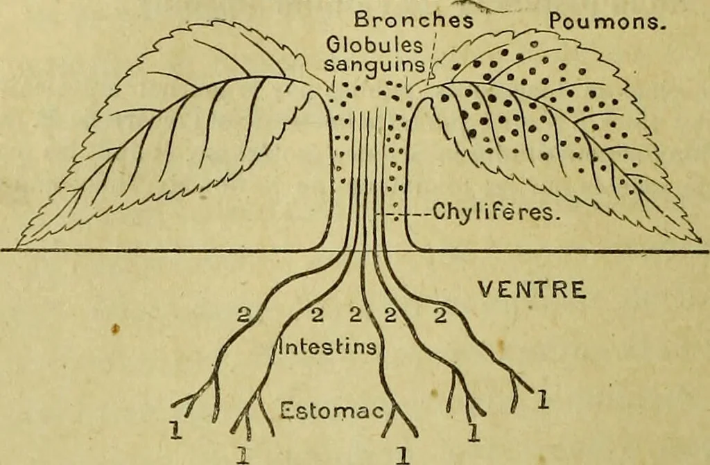 An illustration from Traité méthodique de science occulte / par Papus ; lettre-préface de Ad. Franck., 1891, leaf 310