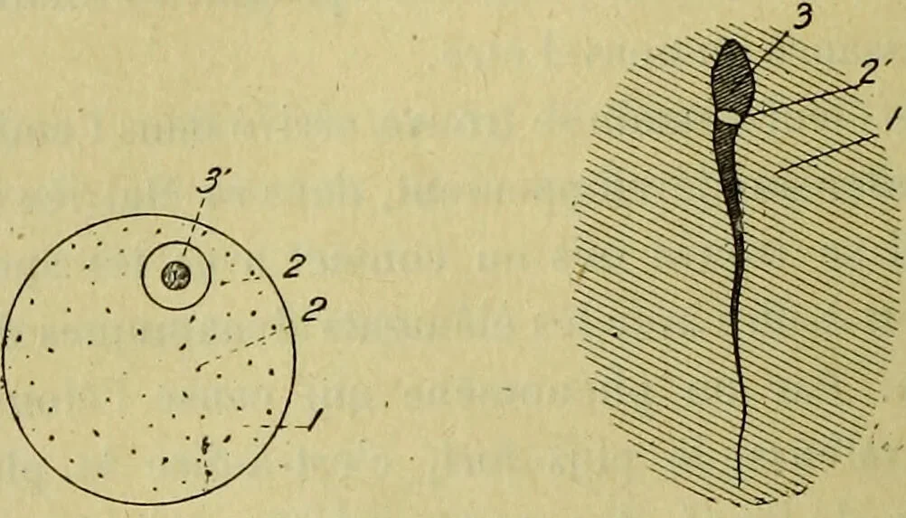 An illustration from Traité méthodique de science occulte / par Papus ; lettre-préface de Ad. Franck., 1891, leaf 324