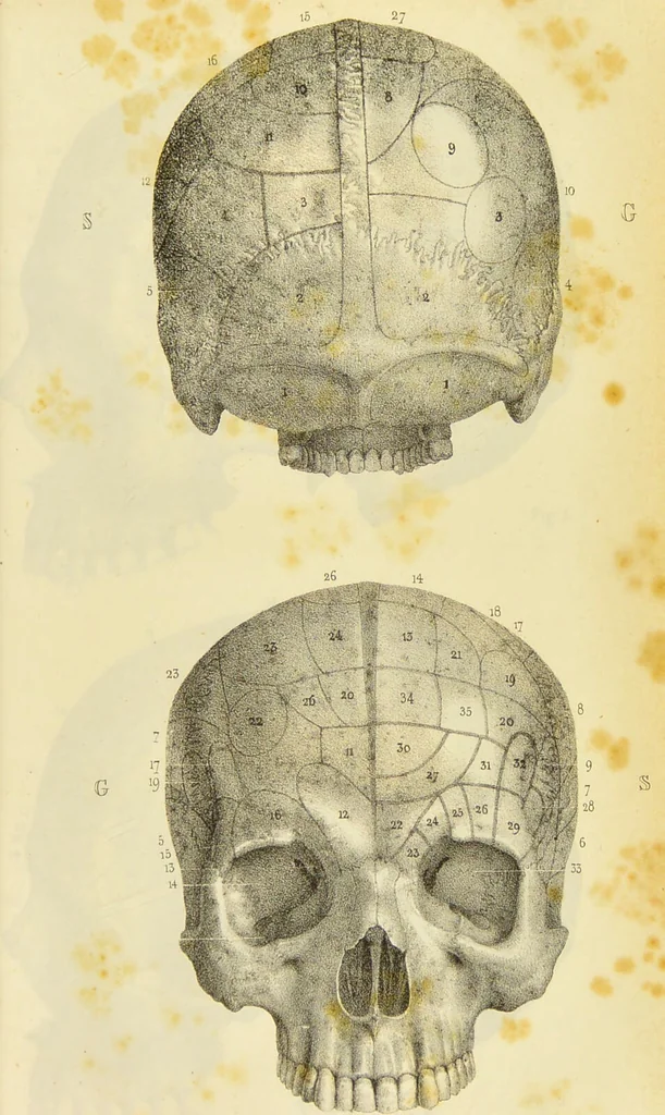 An illustration from Rejet de l'organologie phrénologique de Gall, et de ses successeurs / par F. Lélut., 1843, leaf 409