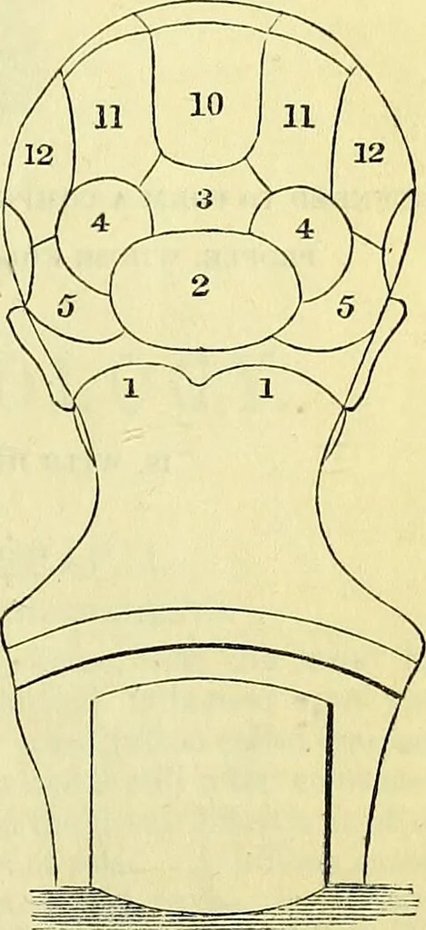 An illustration from Outlines of phrenology / by the late J.G. Spurzheim., 1844, leaf 1