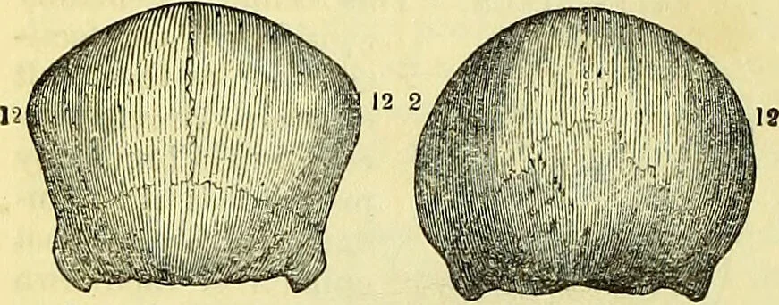 An illustration from Outlines of phrenology / by the late J.G. Spurzheim., 1844, leaf 12