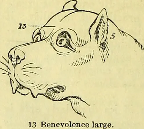 An illustration from Outlines of phrenology / by the late J.G. Spurzheim., 1844, leaf 12