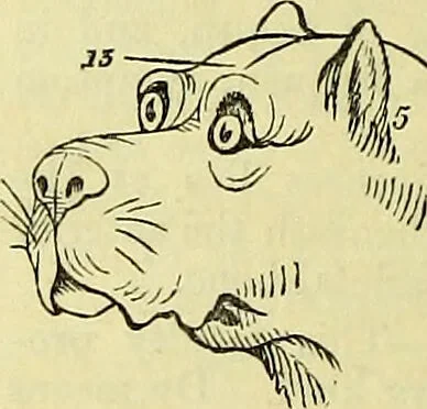 An illustration from Outlines of phrenology / by the late J.G. Spurzheim., 1844, leaf 12