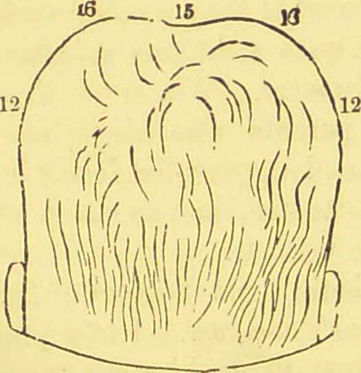 An illustration from The constitution of man considered in relation to external objects / by George Combe., 1860, leaf 216