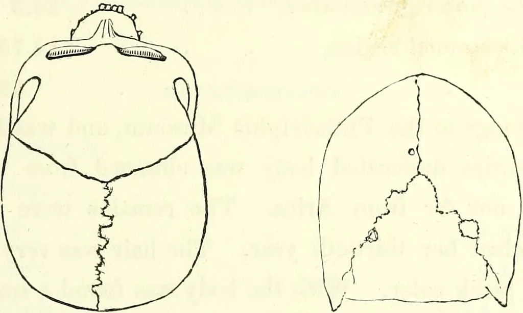 An illustration from Crania americana or, A comparative view of the skulls of various aboriginal nations of North and South America : to which is prefixed an essay on the varities of the human species / by Samuel George Morton., 1839, leaf 129
