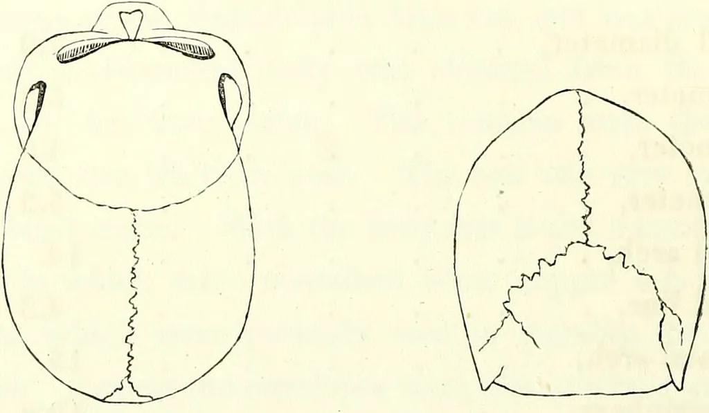 An illustration from Crania americana or, A comparative view of the skulls of various aboriginal nations of North and South America : to which is prefixed an essay on the varities of the human species / by Samuel George Morton., 1839, leaf 132