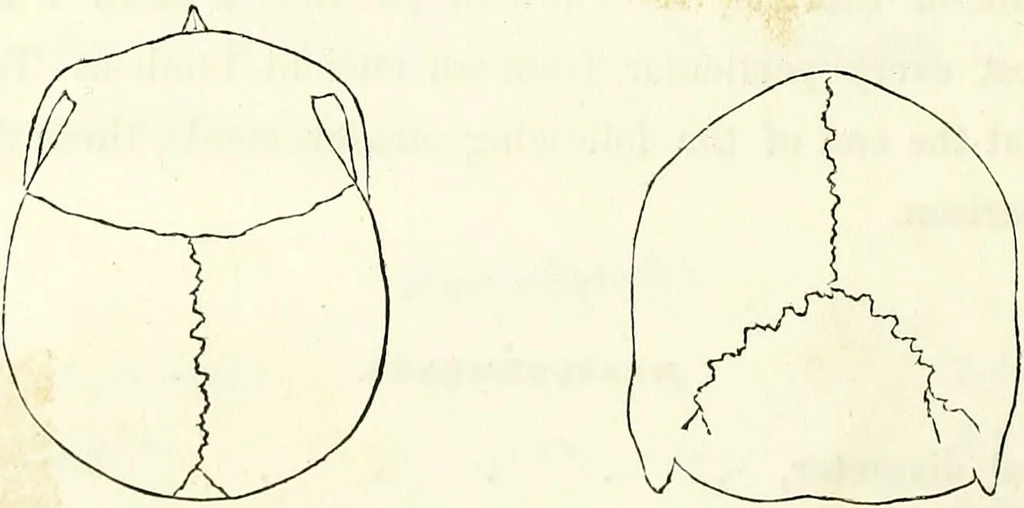 An illustration from Crania americana or, A comparative view of the skulls of various aboriginal nations of North and South America : to which is prefixed an essay on the varities of the human species / by Samuel George Morton., 1839, leaf 176