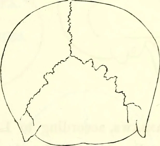 An illustration from Crania americana or, A comparative view of the skulls of various aboriginal nations of North and South America : to which is prefixed an essay on the varities of the human species / by Samuel George Morton., 1839, leaf 183