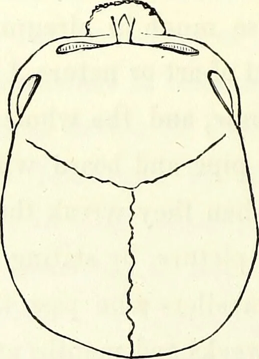 An illustration from Crania americana or, A comparative view of the skulls of various aboriginal nations of North and South America : to which is prefixed an essay on the varities of the human species / by Samuel George Morton., 1839, leaf 188