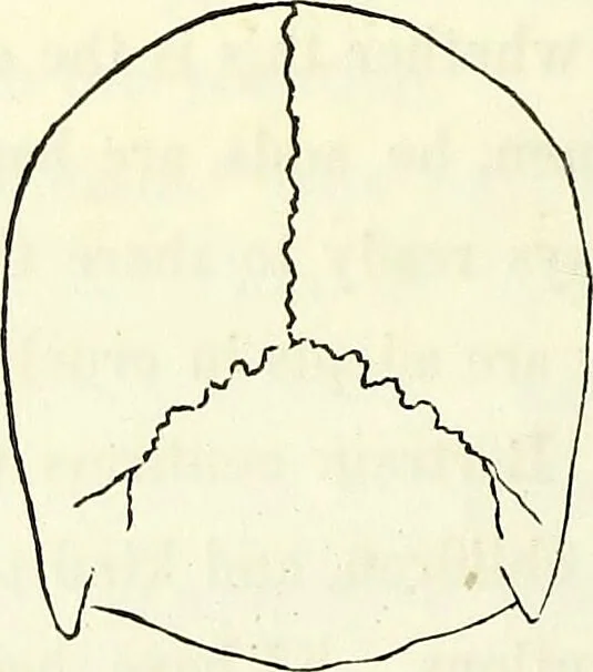 An illustration from Crania americana or, A comparative view of the skulls of various aboriginal nations of North and South America : to which is prefixed an essay on the varities of the human species / by Samuel George Morton., 1839, leaf 188