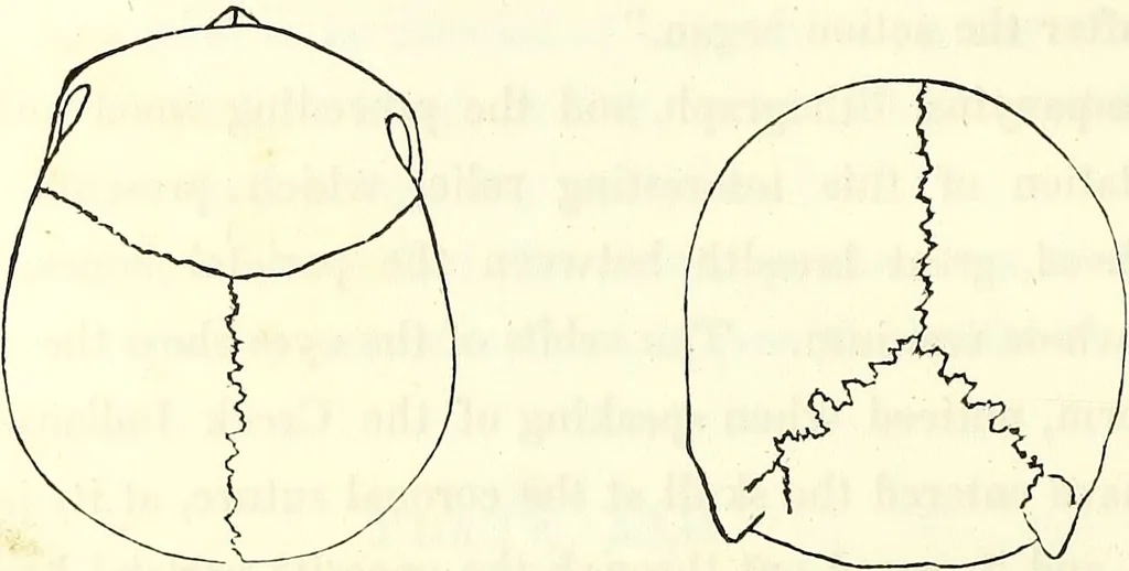 An illustration from Crania americana or, A comparative view of the skulls of various aboriginal nations of North and South America : to which is prefixed an essay on the varities of the human species / by Samuel George Morton., 1839, leaf 190