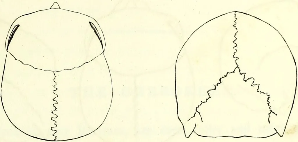 An illustration from Crania americana or, A comparative view of the skulls of various aboriginal nations of North and South America : to which is prefixed an essay on the varities of the human species / by Samuel George Morton., 1839, leaf 191