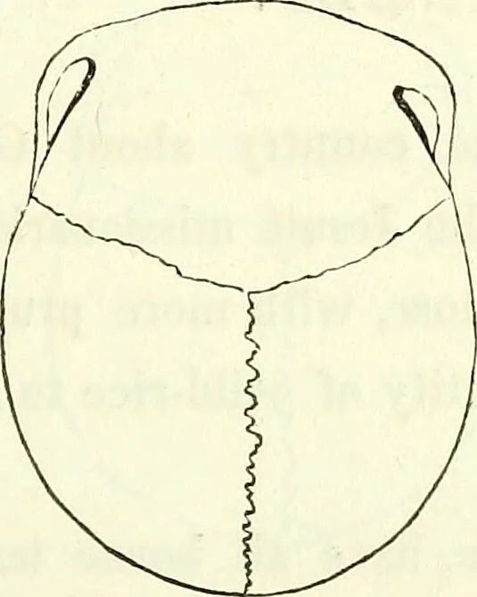 An illustration from Crania americana or, A comparative view of the skulls of various aboriginal nations of North and South America : to which is prefixed an essay on the varities of the human species / by Samuel George Morton., 1839, leaf 199