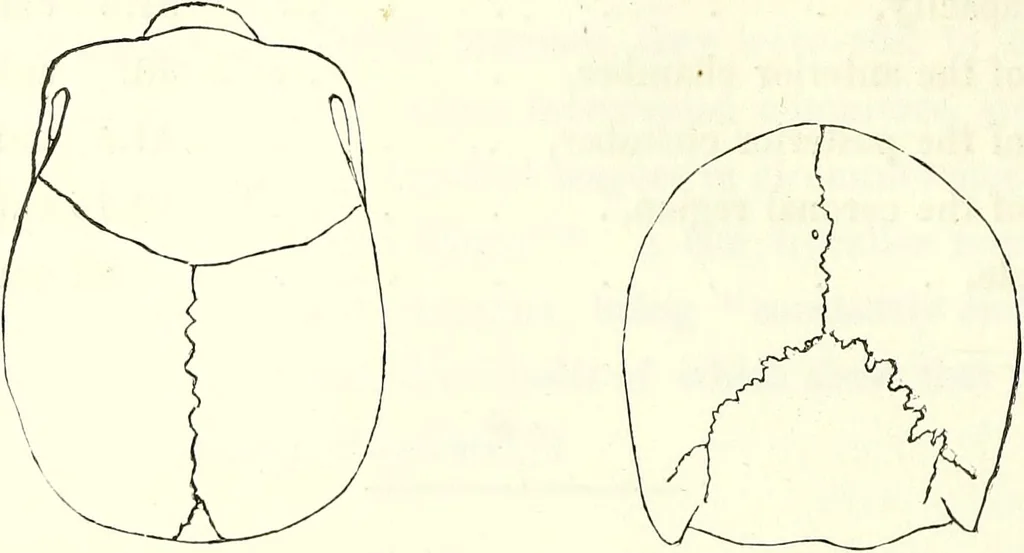 An illustration from Crania americana or, A comparative view of the skulls of various aboriginal nations of North and South America : to which is prefixed an essay on the varities of the human species / by Samuel George Morton., 1839, leaf 208