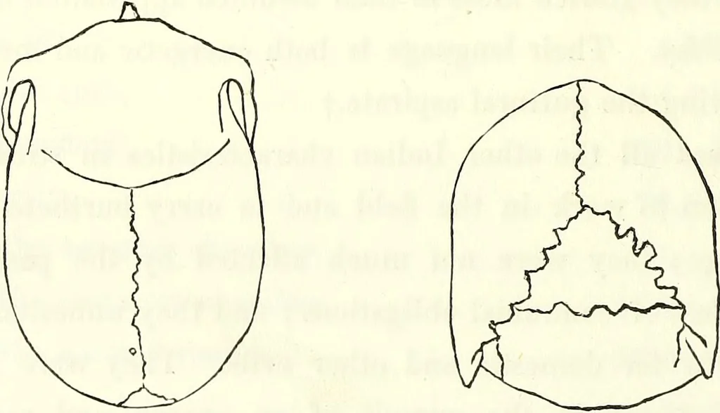 An illustration from Crania americana or, A comparative view of the skulls of various aboriginal nations of North and South America : to which is prefixed an essay on the varities of the human species / by Samuel George Morton., 1839, leaf 214