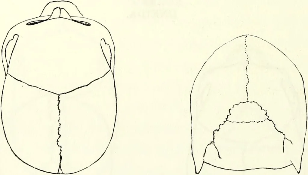 An illustration from Crania americana or, A comparative view of the skulls of various aboriginal nations of North and South America : to which is prefixed an essay on the varities of the human species / by Samuel George Morton., 1839, leaf 216