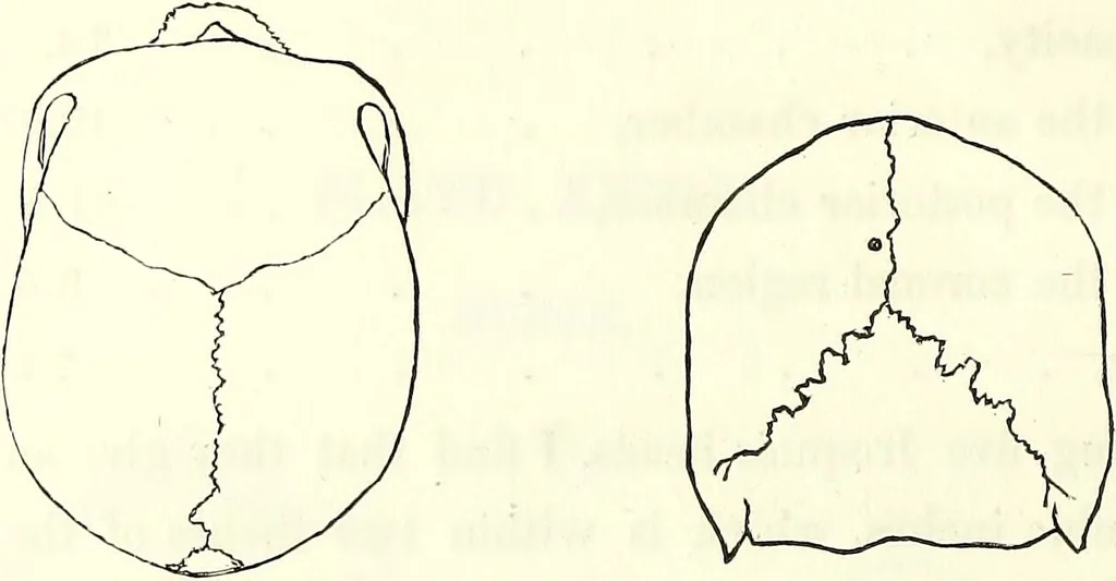 An illustration from Crania americana or, A comparative view of the skulls of various aboriginal nations of North and South America : to which is prefixed an essay on the varities of the human species / by Samuel George Morton., 1839, leaf 218