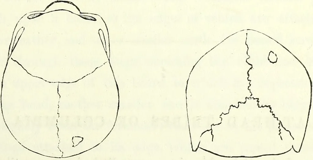 An illustration from Crania americana or, A comparative view of the skulls of various aboriginal nations of North and South America : to which is prefixed an essay on the varities of the human species / by Samuel George Morton., 1839, leaf 223