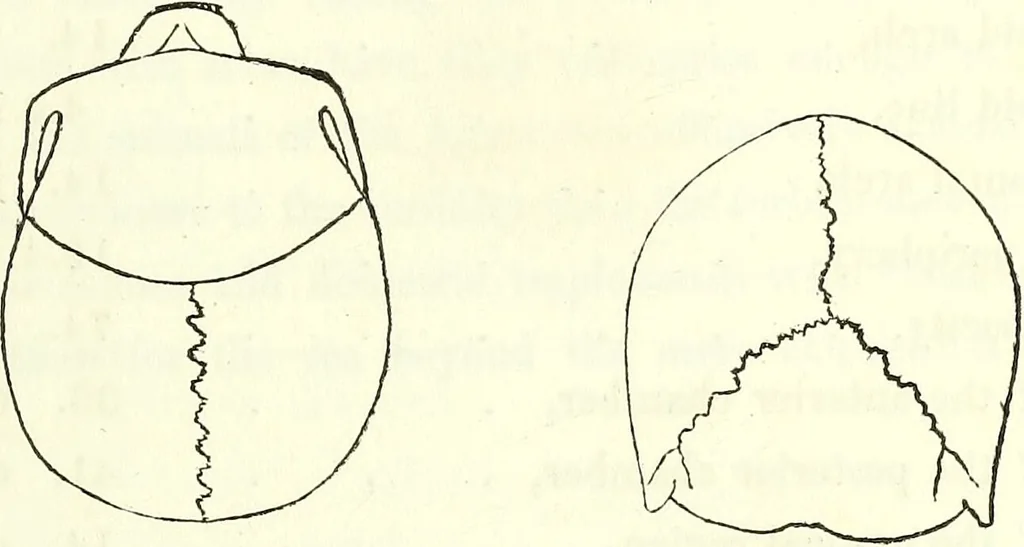 An illustration from Crania americana or, A comparative view of the skulls of various aboriginal nations of North and South America : to which is prefixed an essay on the varities of the human species / by Samuel George Morton., 1839, leaf 229