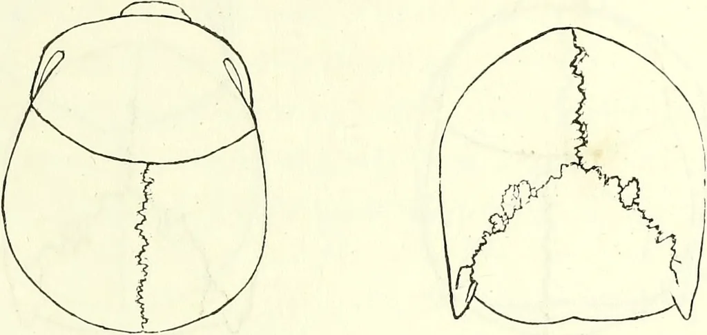 An illustration from Crania americana or, A comparative view of the skulls of various aboriginal nations of North and South America : to which is prefixed an essay on the varities of the human species / by Samuel George Morton., 1839, leaf 253