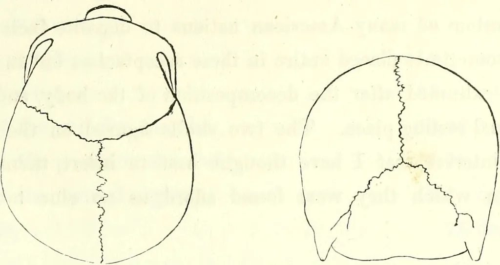 An illustration from Crania americana or, A comparative view of the skulls of various aboriginal nations of North and South America : to which is prefixed an essay on the varities of the human species / by Samuel George Morton., 1839, leaf 255