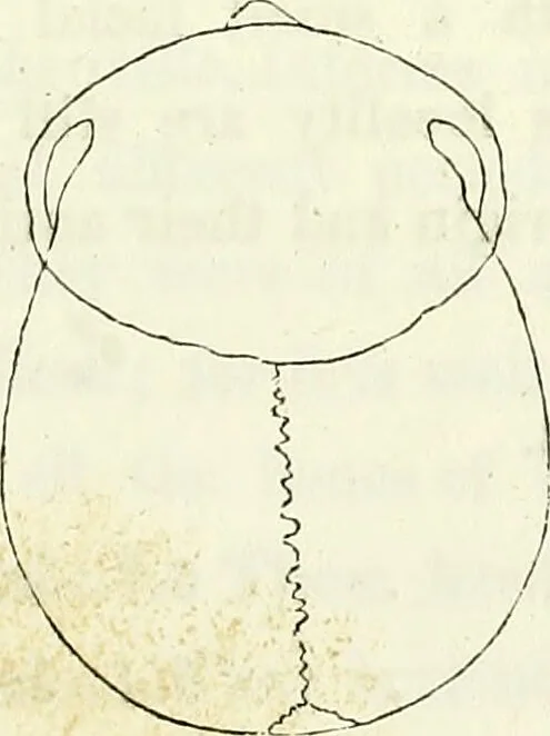 An illustration from Crania americana or, A comparative view of the skulls of various aboriginal nations of North and South America : to which is prefixed an essay on the varities of the human species / by Samuel George Morton., 1839, leaf 255