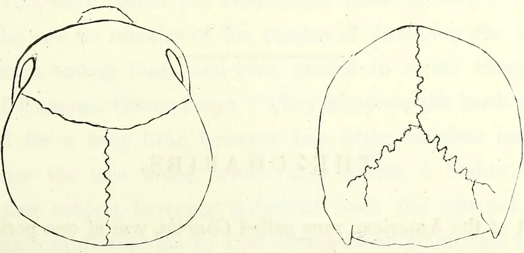 An illustration from Crania americana or, A comparative view of the skulls of various aboriginal nations of North and South America : to which is prefixed an essay on the varities of the human species / by Samuel George Morton., 1839, leaf 257