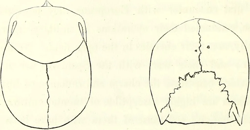 An illustration from Crania americana or, A comparative view of the skulls of various aboriginal nations of North and South America : to which is prefixed an essay on the varities of the human species / by Samuel George Morton., 1839, leaf 264
