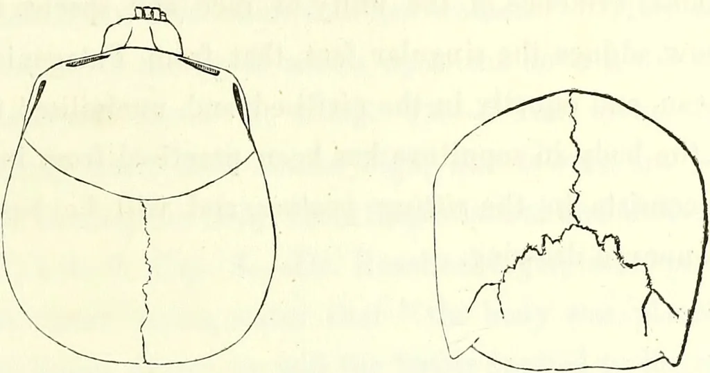 An illustration from Crania americana or, A comparative view of the skulls of various aboriginal nations of North and South America : to which is prefixed an essay on the varities of the human species / by Samuel George Morton., 1839, leaf 265