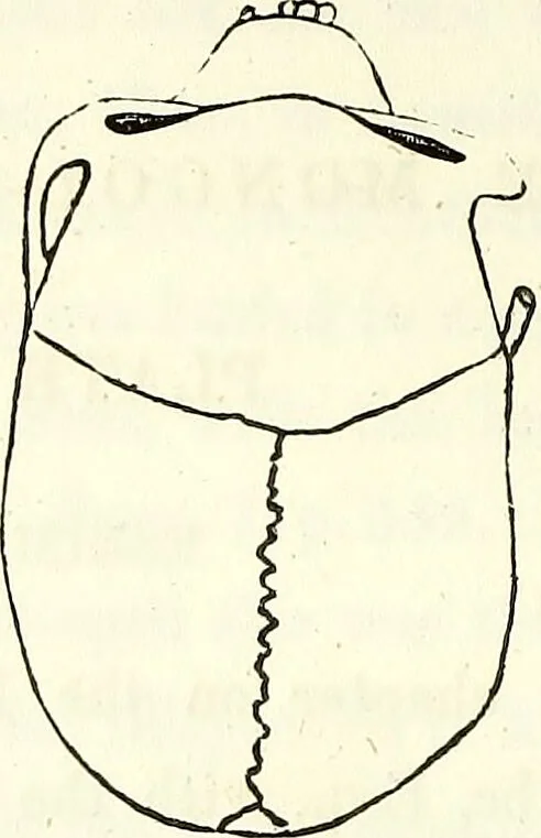 An illustration from Crania americana or, A comparative view of the skulls of various aboriginal nations of North and South America : to which is prefixed an essay on the varities of the human species / by Samuel George Morton., 1839, leaf 270