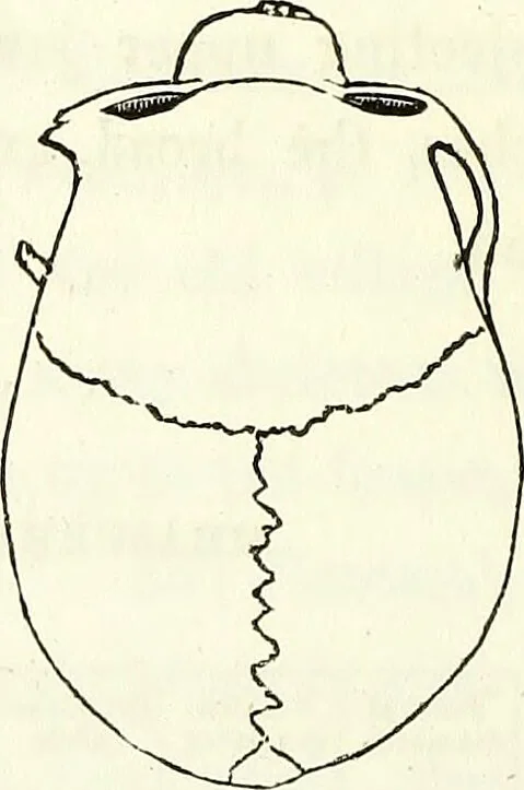 An illustration from Crania americana or, A comparative view of the skulls of various aboriginal nations of North and South America : to which is prefixed an essay on the varities of the human species / by Samuel George Morton., 1839, leaf 270