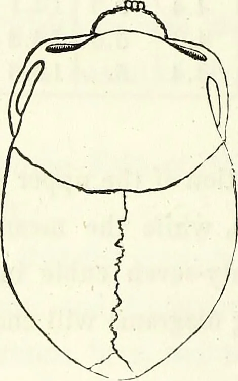 An illustration from Crania americana or, A comparative view of the skulls of various aboriginal nations of North and South America : to which is prefixed an essay on the varities of the human species / by Samuel George Morton., 1839, leaf 270